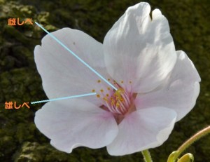 ソメイヨシノ花デジ理科