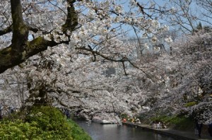 松川べり桜満開デジ理科