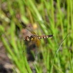 ハッチョウトンボ♀