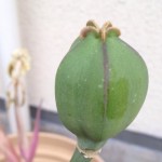 tulip (1)